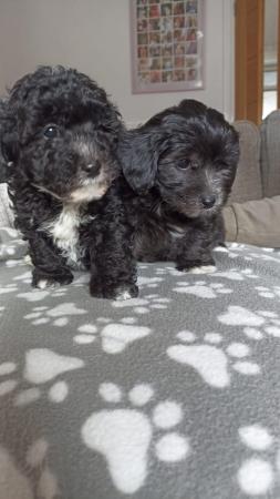 Image 5 of Poochon puppies 8 weeks old ready now