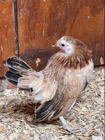 Image 17 of Serama chicks, lots of colours, various ages/prices