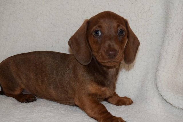 Image 16 of MINIATURE SMOOTH DACHSHUND PUPPIES