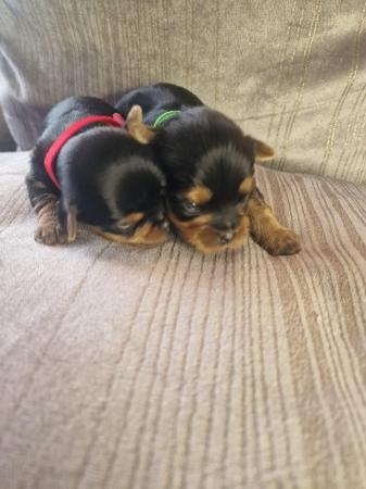 Image 5 of Teacup Yorkshire terrier puppies