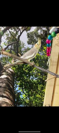 Image 3 of 7 month old cockatiel for sale