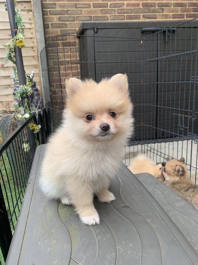 Preview of the first image of Pomeranian puppies Ready Friday !.