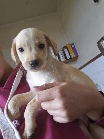 Image 1 of Reduced Labrador puppies ready 6th June