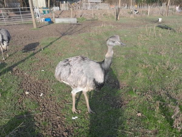 Image 3 of 6 Grey Rheas. A pair and 4 young