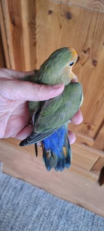 Image 5 of Peach faced lovebird baby for sale