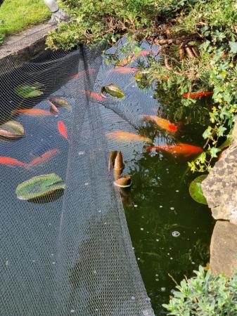 Image 5 of Goldfish - various colours for ponds only