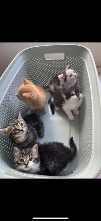 Image 5 of 10 week old kittens. ready to be rehoused £20 each