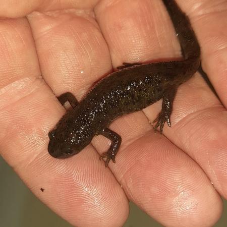 Image 2 of 12 months old sharp ribbed newts mail and female