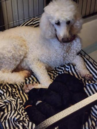 Standard Poodle Puppies Mixed litter for sale in York, North Yorkshire - Image 11