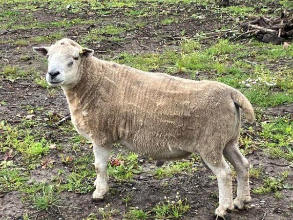 Image 2 of Beltex/Texel rams, grass reared
