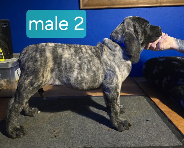 Preview of the first image of 2 female pups Kc registered English mastiffs.