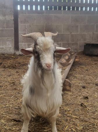 Image 2 of 2 Billy goats for sale born last year