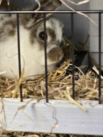 Image 6 of Two bunnies for sale on own or with hutch