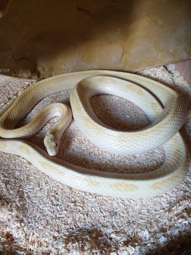 Preview of the first image of Adult Corn snake + full setup.