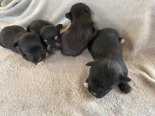 Preview of the first image of CUTE AND CUDDLY HYPOALLERGENIC MINI SCHNAUZERxBICHON PUPPIES.
