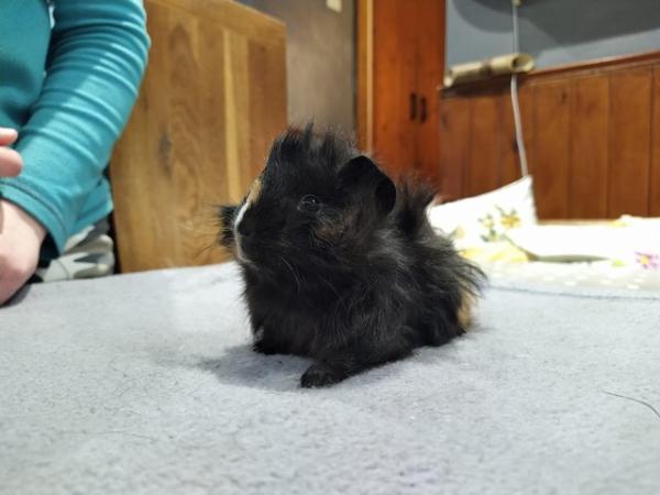 Image 2 of Rare male baby sheba guinea pig long haired