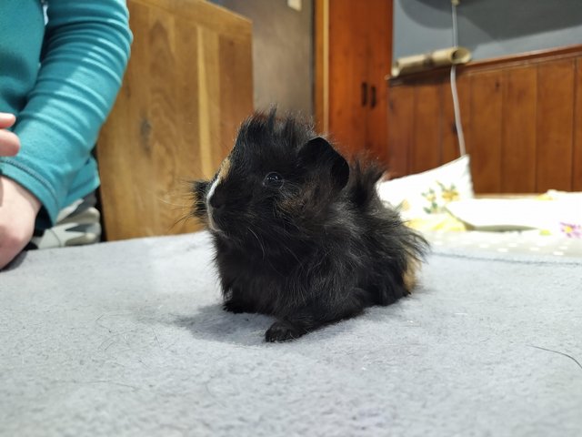 Preview of the first image of Rare male baby sheba guinea pig long haired.