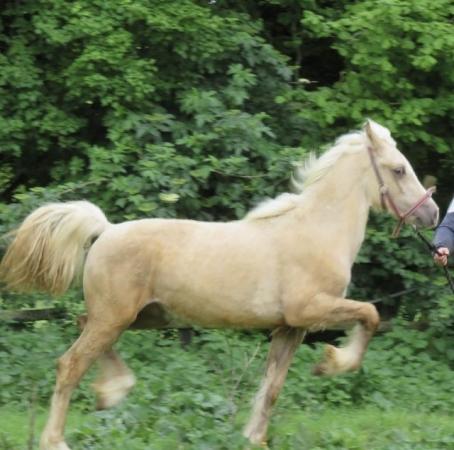 Image 2 of Incredible palomino yearling welsh section d colt