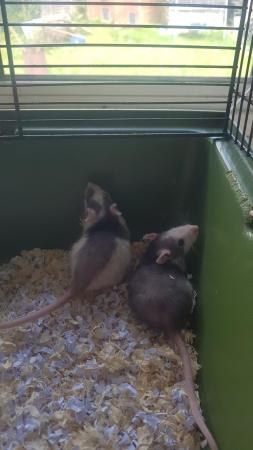 Image 5 of 14 week old baby female rats for sale