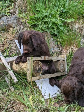 Image 7 of Working Cocker Spaniel Puppies for Sale
