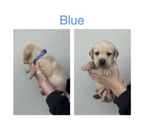 Image 4 of Labrador Puppies For Sale(Mobile correct now,was wrong)