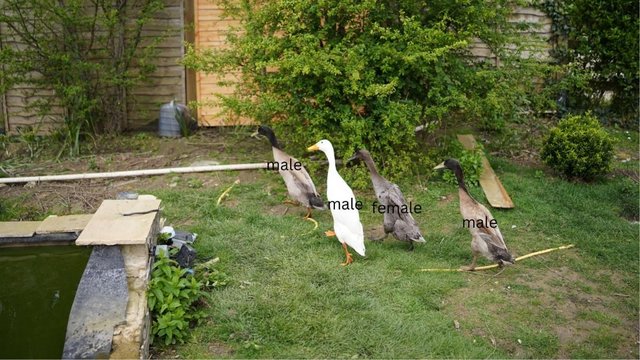Preview of the first image of indian runner ducks 3 males.