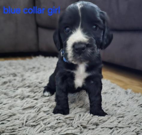 Image 3 of *** READY THIS WEEKENS *** COCKER SPANIEL PUPPIES