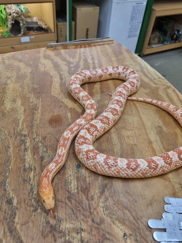 Preview of the first image of Beautiful Adult Female Corn Snake.