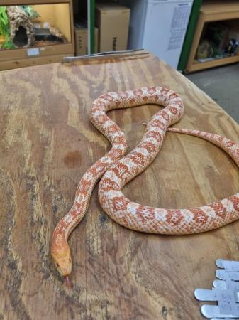 Image 1 of Beautiful Adult Female Corn Snake