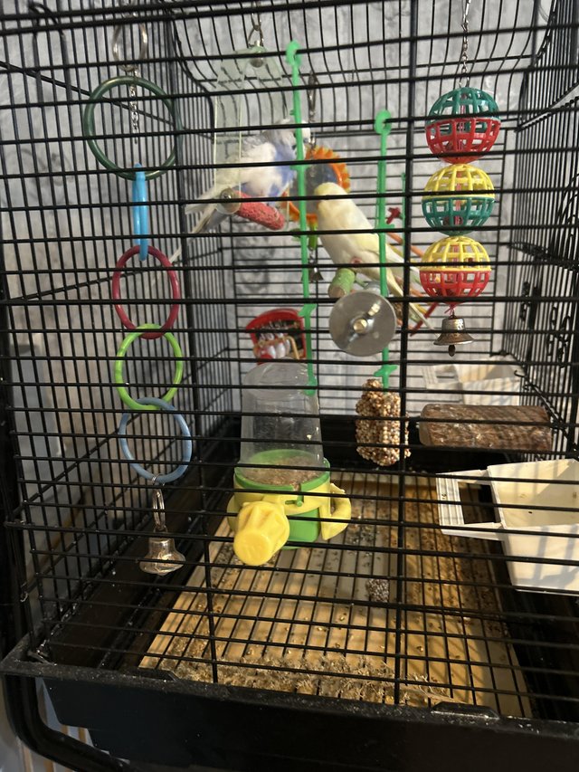 Preview of the first image of 2 young semi tame budgies with swinging cage.