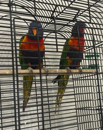Image 2 of Rainbow lorikeet - Breeding pair