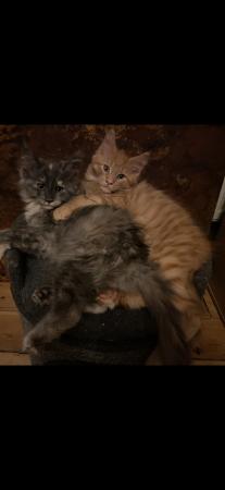 Image 14 of GCCF/ TICA proven blue Maine Coon stud. London