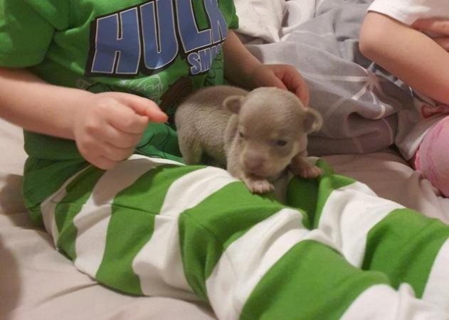 Image 10 of Beautiful smooth coat chihuahua puppies for sale