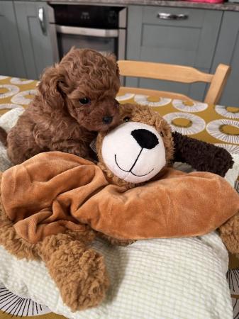 Image 10 of Unique teacup Asian and toy poodle puppy