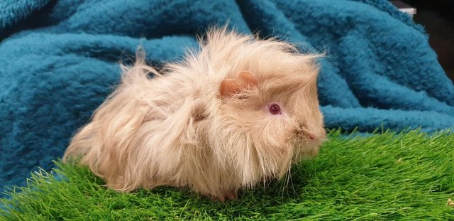 Image 10 of Selection of lovely Male (Boars) Guinea Pigs for Sale