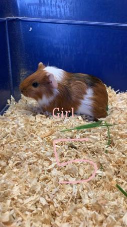 Image 1 of Female and male Guinea pigs for sale