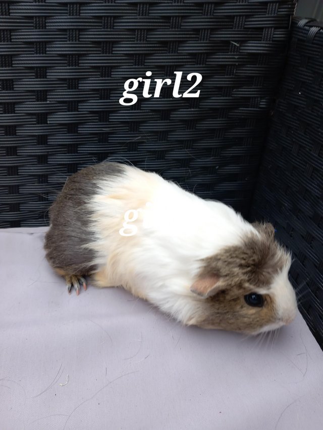 Preview of the first image of 3 baby girl guinea pigs ready to leave.