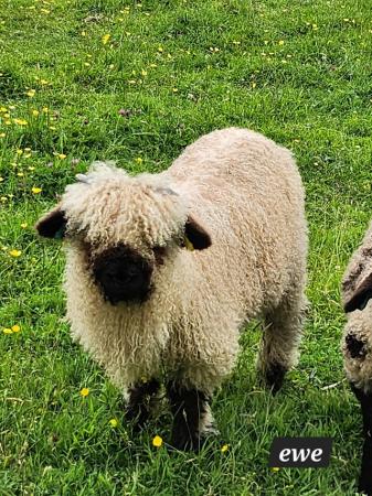 Image 4 of Valais Blacknose Ewe Lambs