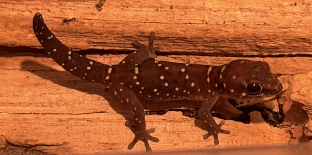 Thick toed tiger geckos — photo 4 of 4
