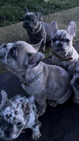 Image 5 of Beautifully unique frenches! lilac fawn Merle