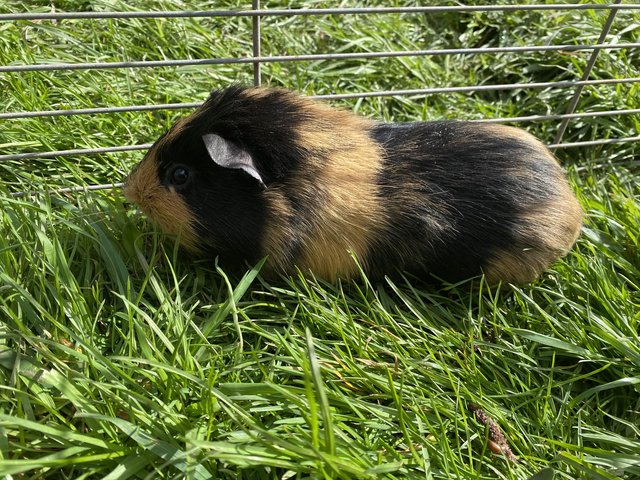 Preview of the first image of Young male guinea pig for sale.