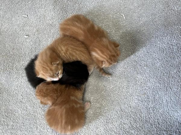 Image 4 of 1 ginger male kittens left for sale