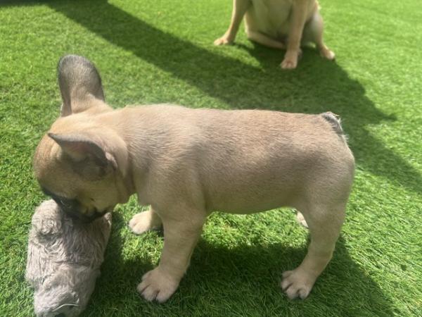 Image 13 of 8 week old French Bulldog boys ready for loving home