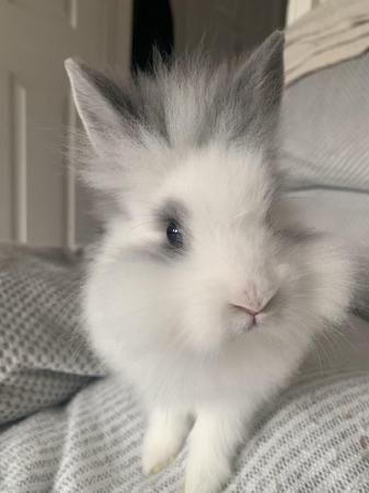 Image 1 of Gorgeous Lionhead-dwarf bunny comes with a cage