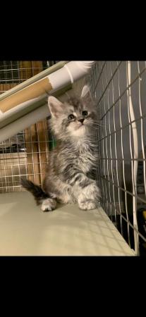 Image 10 of Gccf/ tica maine coon kittens microchipped and vaccinated