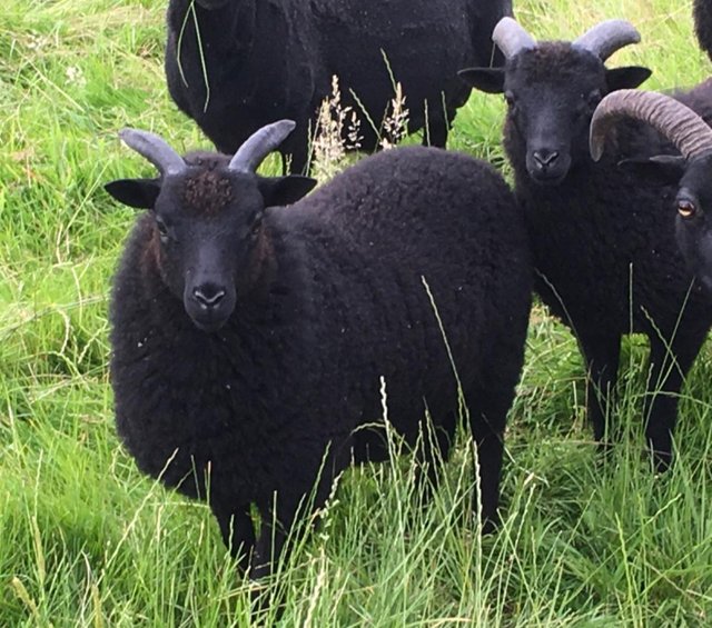 Preview of the first image of Hebridean Ewe lambs for sale.