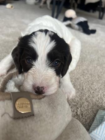 Image 5 of Springer / cockerpoo puppies for sale TWO BOY’S REMAINING