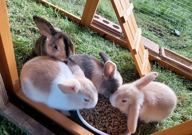 Image 1 of 1x Girl Mini Lop For Sale