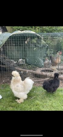 Image 1 of Silky cockerel,he is 6 months old.A lovely young boy but sur