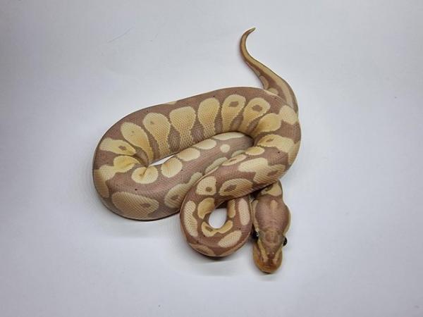 Image 10 of Royal / Ball Pythons - Multiple available